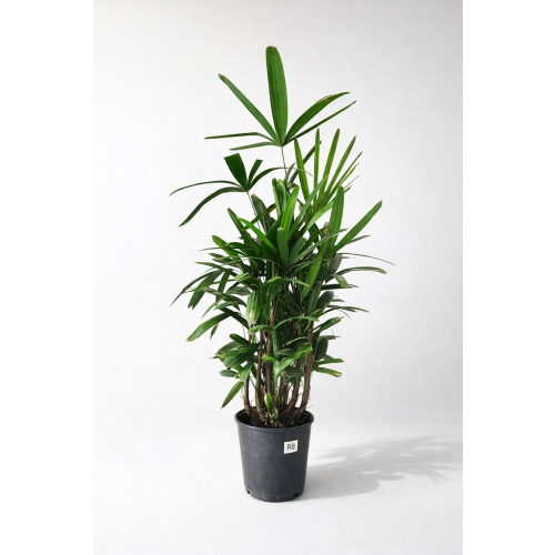 Raphis Excelsa 120cm